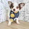 Male Teacup Longhair Chihuahua