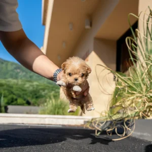 Maltipoo Puppy - Peanut