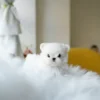 Maltese Puppy - Benjamin