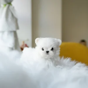 Maltese Puppy - Benjamin