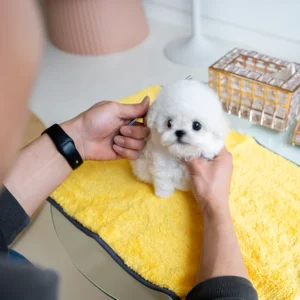 Bichon Frise Puppy - Marshmallow