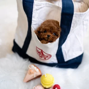 Poodle - Cookie