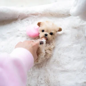 Maltipoo Puppy - Olsen