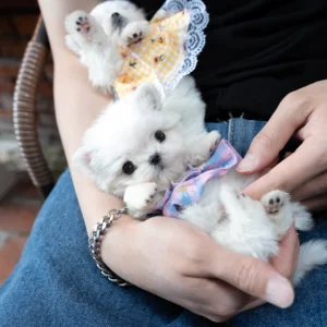 Maltese Puppy - Milk