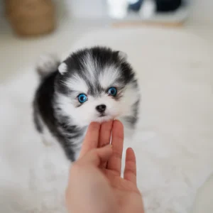 Pomsky Puppy - Zeus