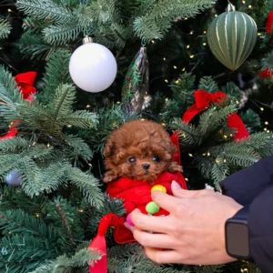 Poodle - Buddy