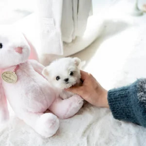 Maltese Puppy - Charlotte
