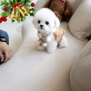 Bichon Frise Puppy - Toby