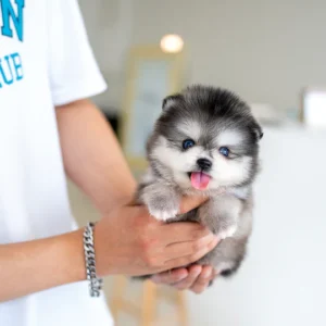 Pomsky Puppy - Benny