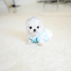 Maltese Puppy - David