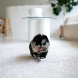 Pomeranian - Maxwell