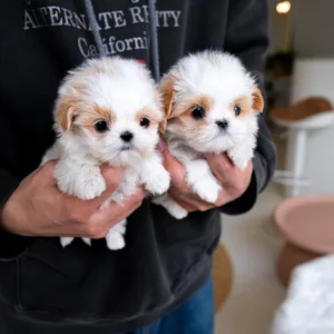 Maltipoo Puppies - Coco & Chanel