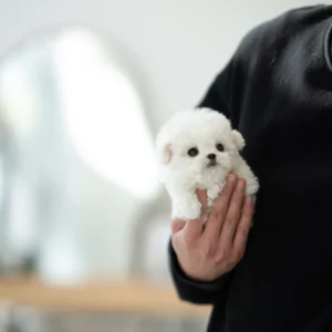 Bichon Frise Puppy - Owen