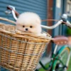 Pomeranian Puppy - Dean