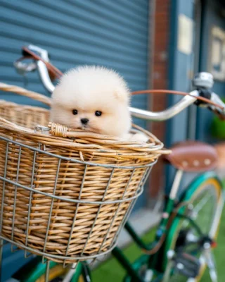 Pomeranian Puppy - Dean