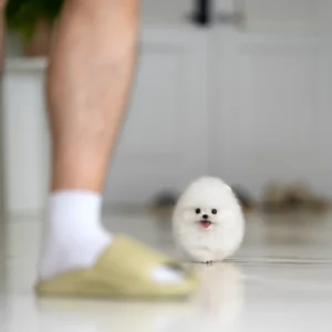 Pomeranian - Molly