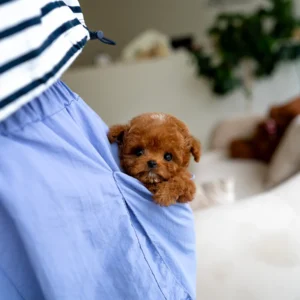 Poodle Puppy - Celeste