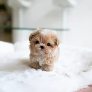 Maltipoo Puppy - Cody