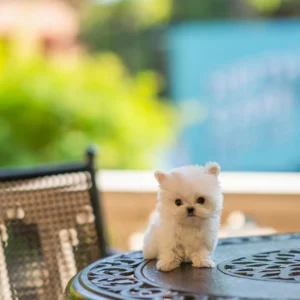 Maltese Puppy - Sura