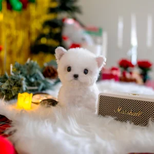 Bichon Frise Puppy - Elsa