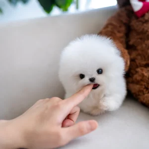 Pomeranian - Isabella