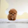 Poodle Puppy - Rex