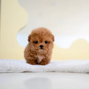 Poodle Puppy - Rex