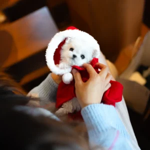 Bichon Frise Puppy - Snow