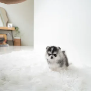 Pomsky Puppy - Ethan