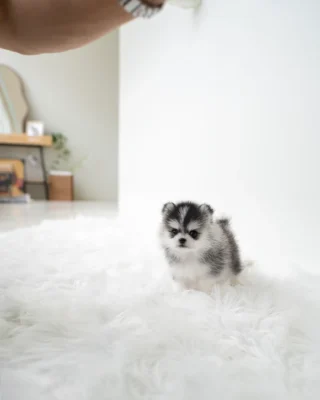 Pomsky Puppy - Ethan