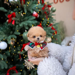 Maltipoo Puppy - Nico