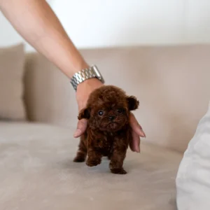 Poodle Puppy - Lucas
