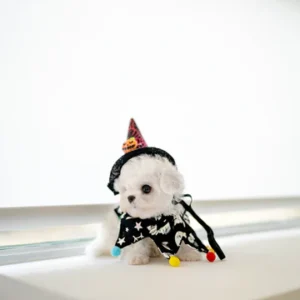 Bichon Frise - Joy