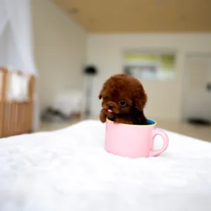 Poodle Puppy - Gizmo