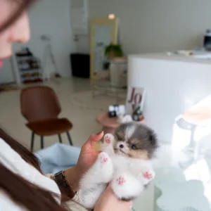Pomeranian - Eclipse