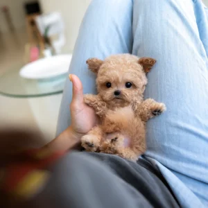 Poodle Puppy - Vivienne