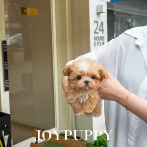 Maltipoo Puppy - Pony