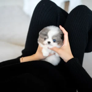 Pomeranian - Ricky