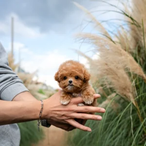 Poodle Puppy - Maple