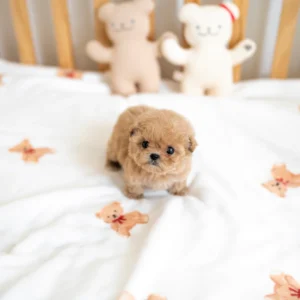Maltipoo Puppy - Emma