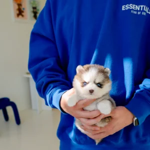 Pomsky Puppy - Iris