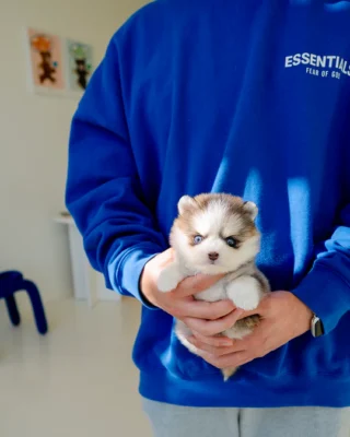 Pomsky Puppy - Iris