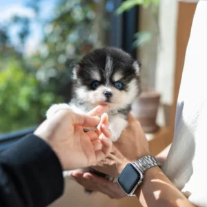 Pomsky - Jasper