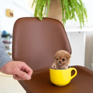 Maltipoo Puppy - Toffee