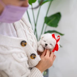 Maltese Puppy - Sugar