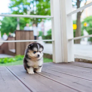 Pomsky Puppy - Rocky