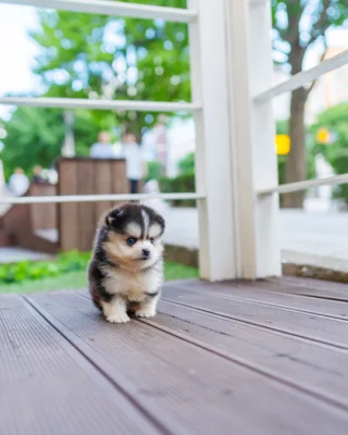 Pomsky Puppy - Rocky