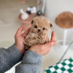 Maltipoo Puppy - Echo