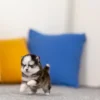 Pomsky Puppy - Lulu