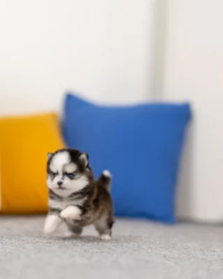 Pomsky Puppy - Lulu